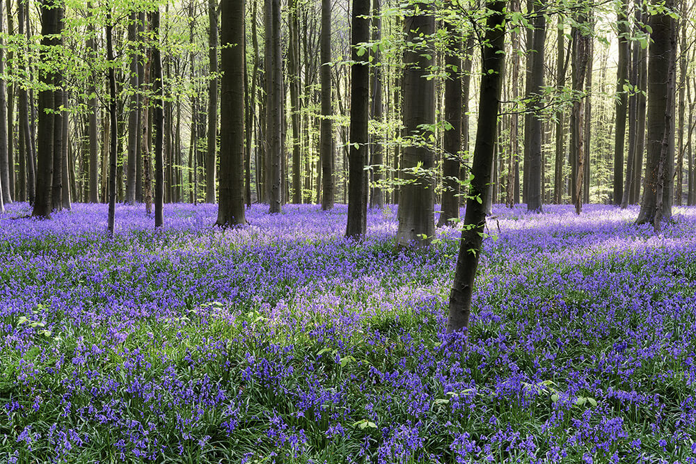 Bluebell woods