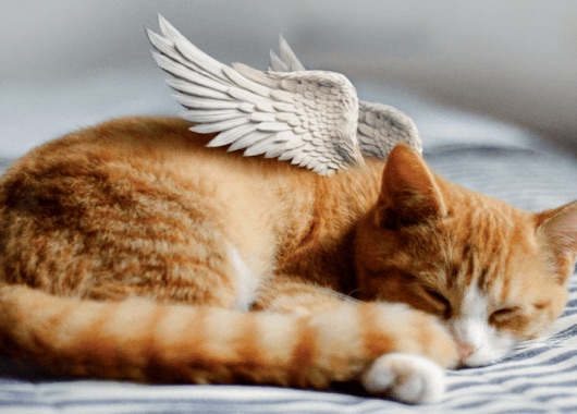 striped orange cat figure with angel wings